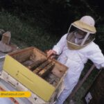 The Ultimate Guide to Beekeeper Suits: Everything You Need to Know Before Buying in the USA