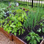 Square Foot Gardening: Maximizing Your Garden Space