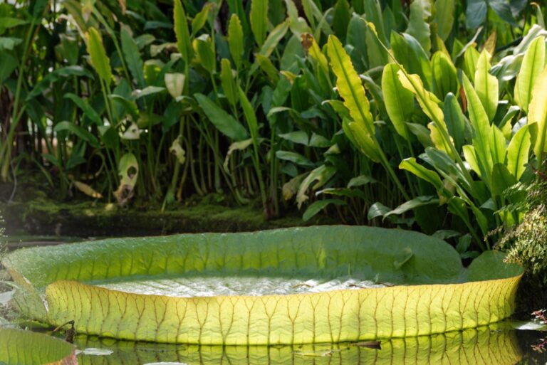Demystifying Common Pond Liner Problems and How to Avoid Them