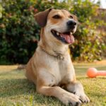 Top-Tier Doggy Daycare Services in Knightsbridge London