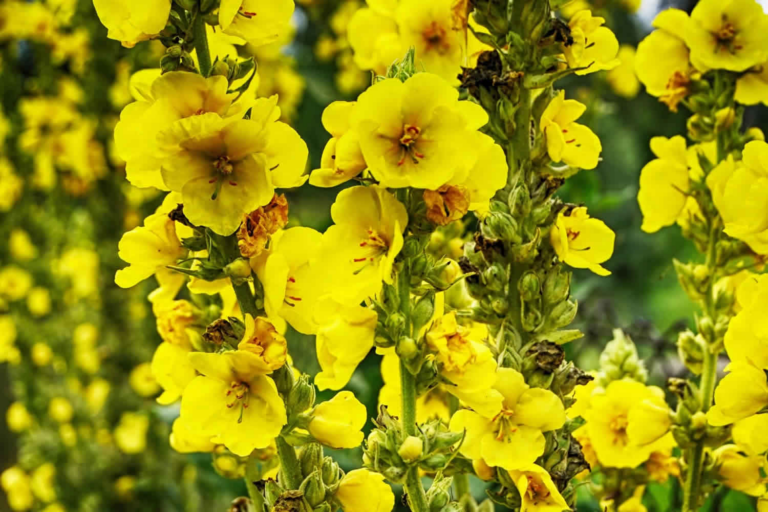 Unlock the Power of Mullein Leaf: Your Dependable Ally for Respiratory Health