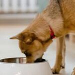 Dog Eating Dentastix: A Comprehensive Guide to Dental Health for Your Dog