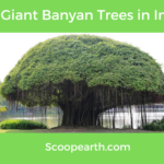Giant Banyan Trees in India