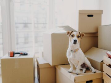 A Guide to Stress-Free Relocation for Your Furry Friends - Tips and Tricks