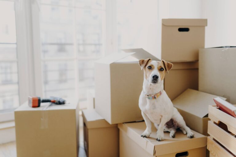 A Guide to Stress-Free Relocation for Your Furry Friends - Tips and Tricks