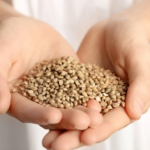 Discover the Nutritional Power of Hemp Foods: Fuelling Your Body with Goodness
