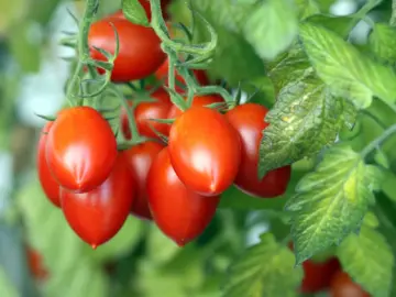 Definitive Steps On How To Grow And Harvest Roma Tomatoes
