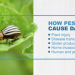 image source: Pestech Pest Solutions