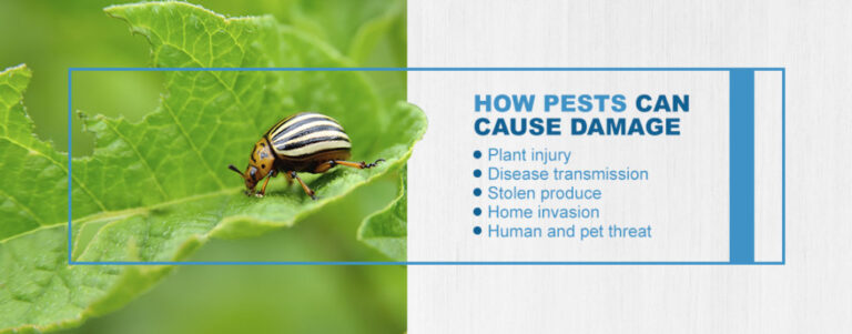 image source: Pestech Pest Solutions