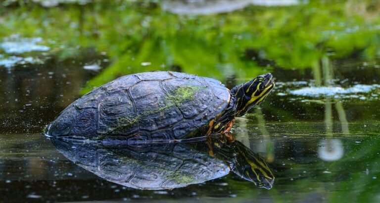 European Pond Turtle Care: 6 Vital Tips