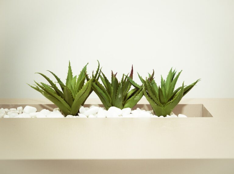 Surprising Benefits of Growing Aloe Vera in Your Home Garden
