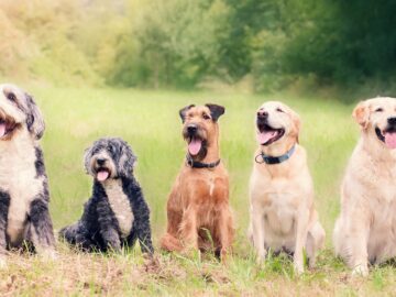 The Importance of Socialization: How Boarding Benefits Your Dog's Social Skills Dog