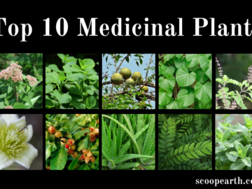 Medicinal Plants