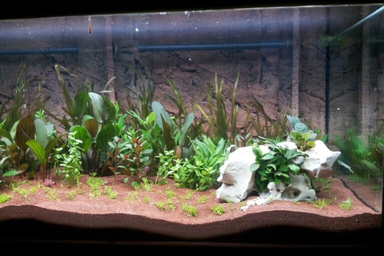 Unleashing the Magic of Air Stones in Aquascaping: A Guide from an Enthusiast