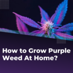How to Grow Purple Weed At Home?