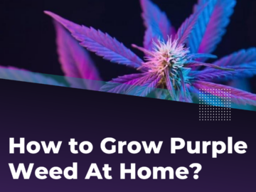 How to Grow Purple Weed At Home?