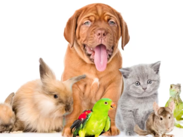 The Joyful Journey of Pet Ownership: Unravelling the Delights and Responsibilities of Having Pets
