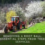 Removing a Root Ball: Essential Steps from Orange County Tree Services
