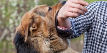 Why Having Dog Bite Insurance Is Important