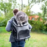 Can a Cat bag be Safe? What is the Complete Guide