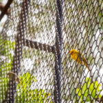 The Cost-Benefit Analysis of Essex Anti-Bird Netting