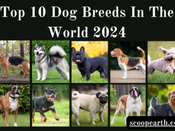Dog Breeds In The World