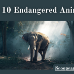 Endangered Animals 