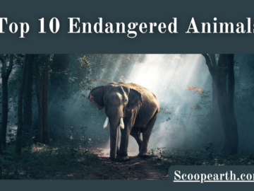 Endangered Animals 