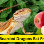 Can Bearded Dragons Eat Fruits? Know Actual Facts