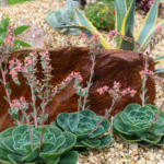 Thousand Oaks Tranquility: Residential Landscape Design with Drought-Tolerant Plants