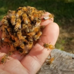 Exploring the Queen Bee Sting Facts, Misconceptions, and Prevention