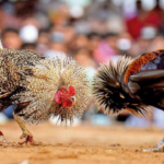 Reasons For The Huge Popularity Of Online Cockfighting