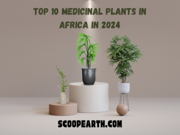 Top 10 Medicinal Plants in Africa in 2024