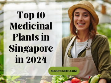 Top 10 Medicinal Plants in Singapore in 2024