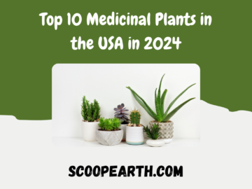 Top 10 Medicinal Plants in the USA in 2024