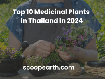 Top 10 Medicinal Plants in Thailand in 2024