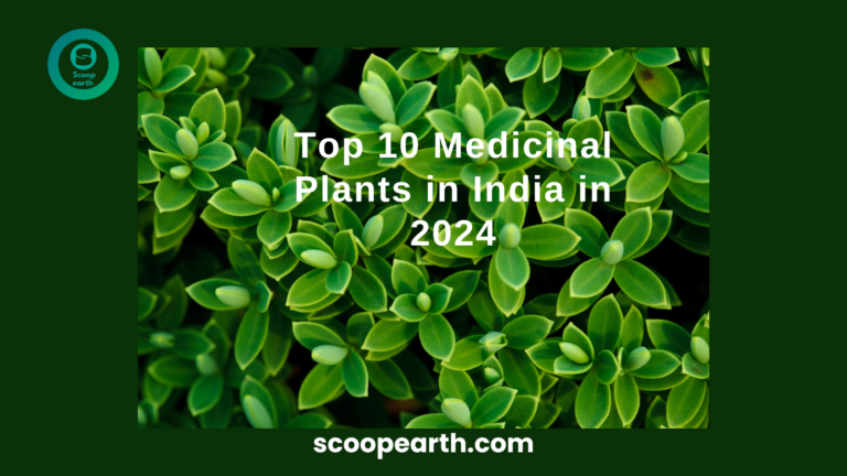 Top 10 Medicinal Plants in India in 2024