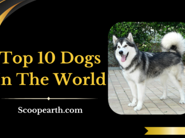 Dogs In The World