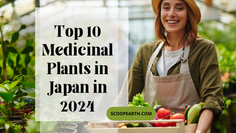 Top 10 Medicinal Plants in Japan in 2024