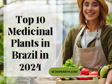 Top 10 Medicinal Plants in Brazil in 2024