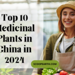 Top 10 Medicinal Plants in China in 2024