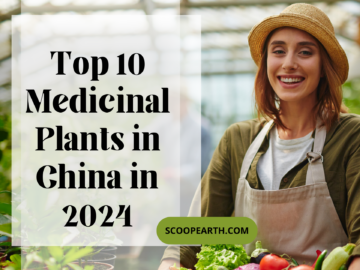 Top 10 Medicinal Plants in China in 2024