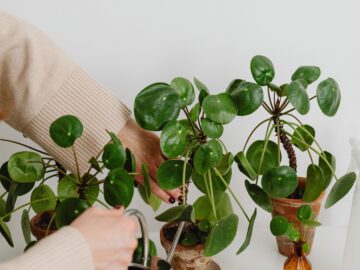 Revolutionizing Houseplant Care: AI's Role in Maintenance and Growth