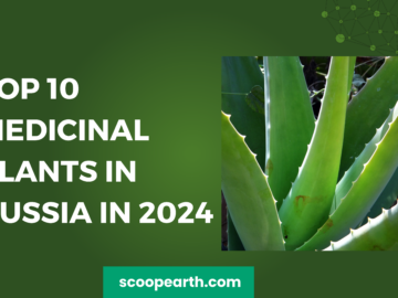 Top 10 Medicinal Plants in Russia in 2024