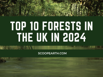 Top 10 Forests in the UK in 2024