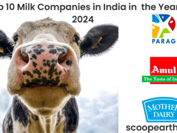 Top 10 Milk Companies in India in the Year 2024