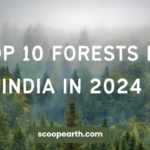 Top 10 Forests in India in 2024