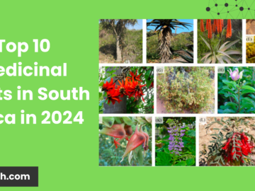 Top 10 Medicinal Plants in South Africa in 2024