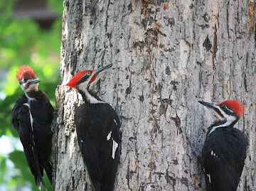 Woodpeckers In New York