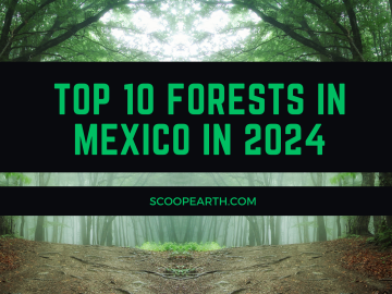 Top 10 Forests in Mexico in 2024
